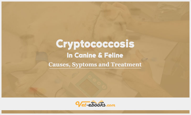 Cryptococcosis In Canine and Feline: Causes, Symptoms and Treatment