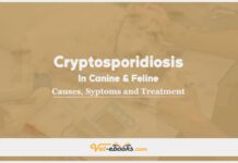 Cryptosporidiosis In Canine and Feline: Causes, Symptoms and Treatment