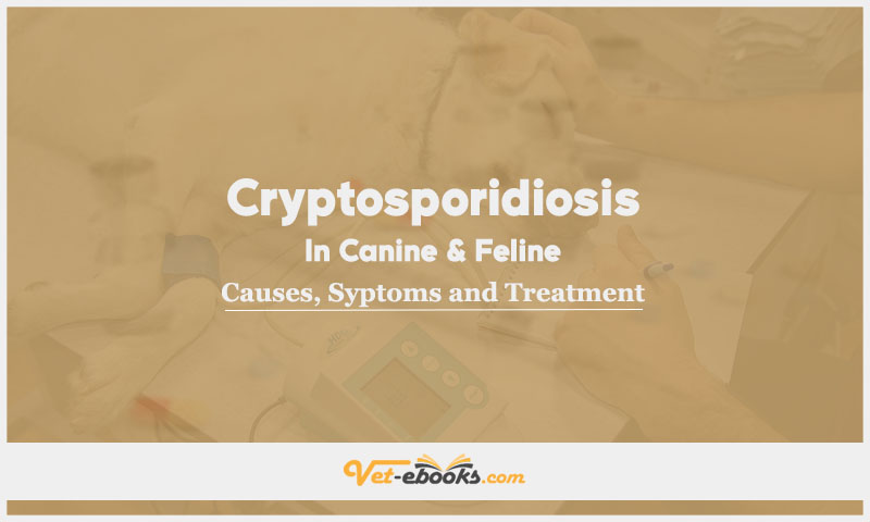 Cryptosporidiosis In Canine and Feline: Causes, Symptoms and Treatment