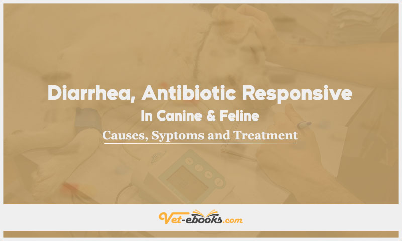 Diarrhea, Antibiotic Responsive In Canine and Feline: Causes, Symptoms and Treatment
