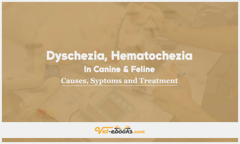 Dyschezia and Hematochezia In Canine and Feline: Causes, Symptoms and Treatment