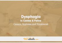 Dysphagia In Canine and Feline